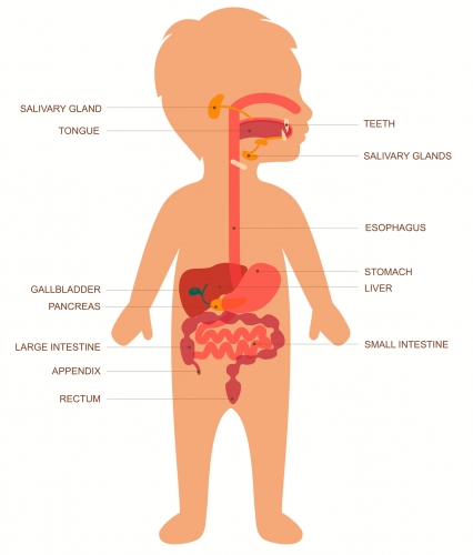 digestive system